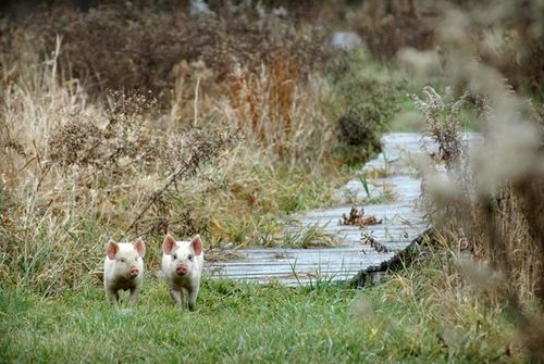 我們的環(huán)境會好嗎？——“數(shù)說”大氣、水、土壤污染防治三大戰(zhàn)役